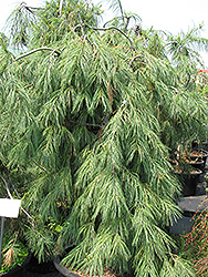 Weeping White Pine (Pinus strobus 'Pendula') at Glasshouse Nursery