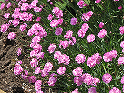 Tiny Rubies Dwarf Mat Pinks (Dianthus gratianopolitanus 'Tiny Rubies') at Glasshouse Nursery