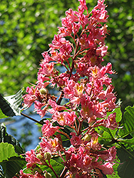 Red Horse Chestnut (Aesculus x carnea) at Glasshouse Nursery