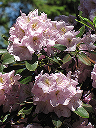 Catawba Rhododendron (Rhododendron catawbiense) at Glasshouse Nursery