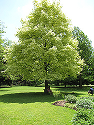 Harlequin Norway Maple (Acer platanoides 'Drummondii') at Glasshouse Nursery
