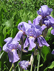 Golden Variegated Sweet Iris (Iris pallida 'Aureovariegata') at Glasshouse Nursery