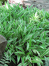 Variegated Broadleaf Sedge (Carex siderosticha 'Variegata') at Glasshouse Nursery