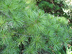 Japanese White Pine (Pinus parviflora) at Glasshouse Nursery