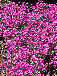 Firewitch Pinks (Dianthus gratianopolitanus 'Firewitch') at Glasshouse Nursery