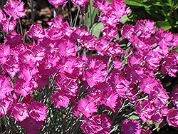 Firewitch Pinks (Dianthus gratianopolitanus 'Firewitch') at Glasshouse Nursery