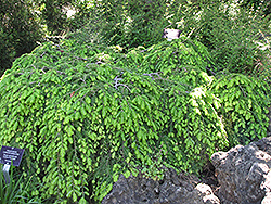 Cole's Prostrate Hemlock (Tsuga canadensis 'Cole's Prostrate') at Glasshouse Nursery