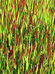 Red Baron Japanese Blood Grass (Imperata cylindrica 'Red Baron') at Glasshouse Nursery