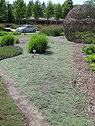 Wooly Thyme (Thymus pseudolanuginosis) at Glasshouse Nursery