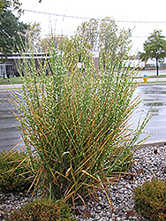 Porcupine Grass (Miscanthus sinensis 'Strictus') at Glasshouse Nursery