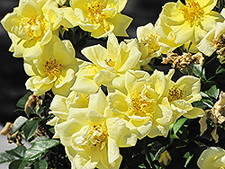 Flower Carpet Yellow Rose (Rosa 'Flower Carpet Yellow') at Glasshouse Nursery