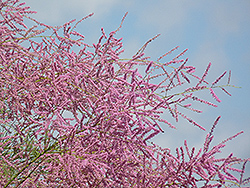 Pink Cascade Tamarisk (Tamarix ramosissima 'Pink Cascade') at Glasshouse Nursery