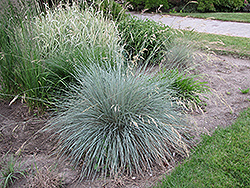 Blue Oat Grass (Helictotrichon sempervirens) at Glasshouse Nursery