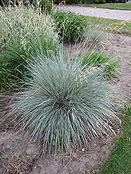 Blue Oat Grass (Helictotrichon sempervirens) at Glasshouse Nursery