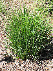 Moorhexe Purple Moor Grass (Molinia caerulea 'Moorhexe') at Glasshouse Nursery