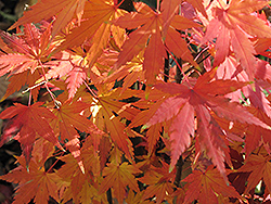 Orange Dream Japanese Maple (Acer palmatum 'Orange Dream') at Glasshouse Nursery
