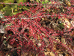 Ground Cotoneaster (Cotoneaster horizontalis) at Glasshouse Nursery