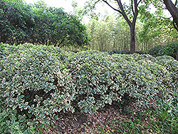 Silver King Euonymus (Euonymus japonicus 'Silver King') at Glasshouse Nursery