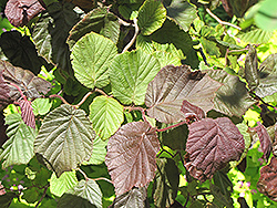 Red Majestic Corkscrew Hazelnut (Corylus avellana 'Red Majestic') at Glasshouse Nursery