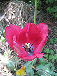 Apeldoorn Tulip (Tulipa 'Apeldoorn') at Glasshouse Nursery