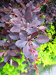 Red Leaf Japanese Barberry (Berberis thunbergii 'Atropurpurea') at Glasshouse Nursery