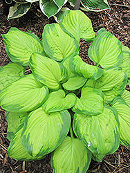 Stained Glass Hosta (Hosta 'Stained Glass') at Glasshouse Nursery