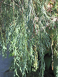 Tolleson's Weeping Juniper (Juniperus scopulorum 'Tolleson's Weeping') at Glasshouse Nursery