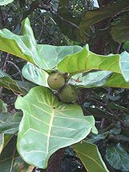 Fiddle Leaf Fig (Ficus lyrata) at Glasshouse Nursery