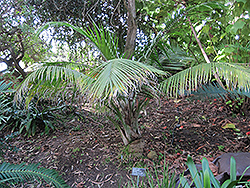 Majesty Palm (Ravenea rivularis) at Glasshouse Nursery