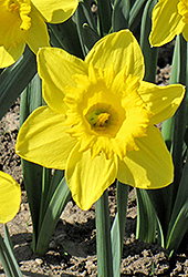 King Alfred Daffodil (Narcissus 'King Alfred') at Glasshouse Nursery