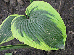 Climax Hosta (Hosta 'Climax') at Glasshouse Nursery