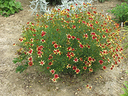 Route 66 Tickseed (Coreopsis verticillata 'Route 66') at Glasshouse Nursery