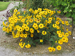 Indian Summer Coneflower (Rudbeckia hirta 'Indian Summer') at Glasshouse Nursery