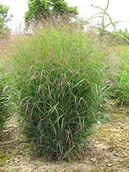 Prairie Sky Switch Grass (Panicum virgatum 'Prairie Sky') at Glasshouse Nursery