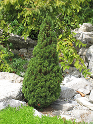 Jean's Dilly Spruce (Picea glauca 'Jean's Dilly') at Glasshouse Nursery