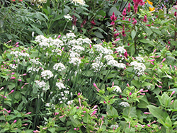 Garlic Chives (Allium tuberosum) at Glasshouse Nursery