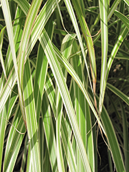 Morning Light Maiden Grass (Miscanthus sinensis 'Morning Light') at Glasshouse Nursery