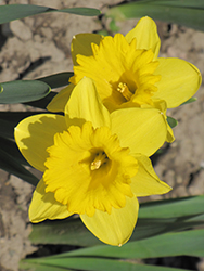 Dutch Master Daffodil (Narcissus 'Dutch Master') at Glasshouse Nursery