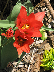 Toronto Tulip (Tulipa 'Toronto') at Glasshouse Nursery