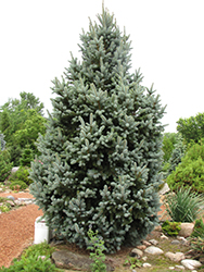 Iseli Fastigiate Spruce (Picea pungens 'Iseli Fastigiata') at Glasshouse Nursery