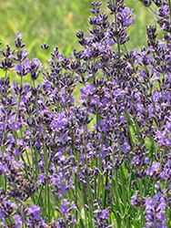 English Lavender (Lavandula angustifolia) at Glasshouse Nursery