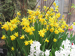 Tete a Tete Daffodil (Narcissus 'Tete a Tete') at Glasshouse Nursery