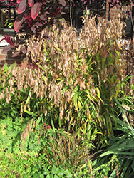 Northern Sea Oats (Chasmanthium latifolium) at Glasshouse Nursery