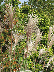 Variegated Silver Grass (Miscanthus sinensis 'Variegatus') at Glasshouse Nursery