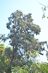 Hollywood Juniper (Juniperus chinensis 'Torulosa') at Glasshouse Nursery
