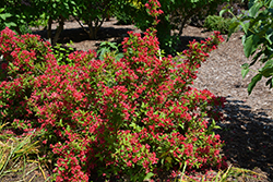 Sonic Bloom Red Reblooming Weigela (Weigela florida 'Verweig 6') at Glasshouse Nursery