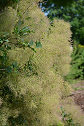 Young Lady Smokebush (Cotinus coggygria 'Young Lady') at Glasshouse Nursery