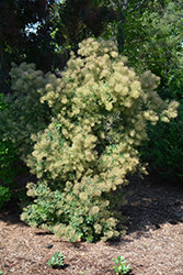 Young Lady Smokebush (Cotinus coggygria 'Young Lady') at Glasshouse Nursery