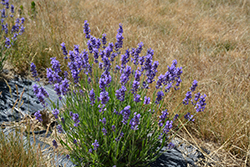 Hidcote Superior Lavender (Lavandula angustifolia 'Hidcote Superior') at Glasshouse Nursery