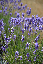 Hidcote Superior Lavender (Lavandula angustifolia 'Hidcote Superior') at Glasshouse Nursery